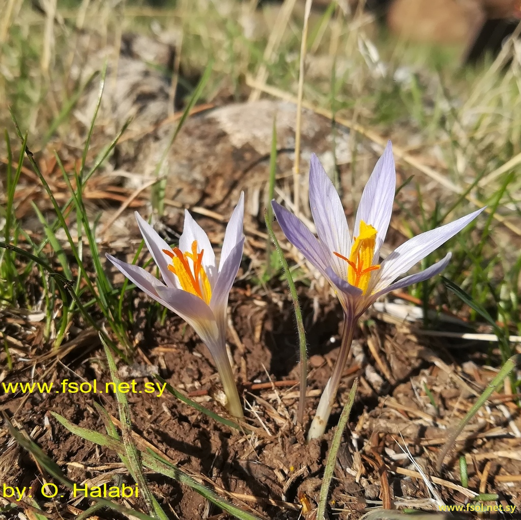 Crocus damascenus Herb.